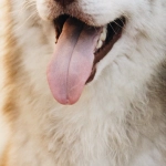 The Dog House слот - собачья будка как символ роскоши