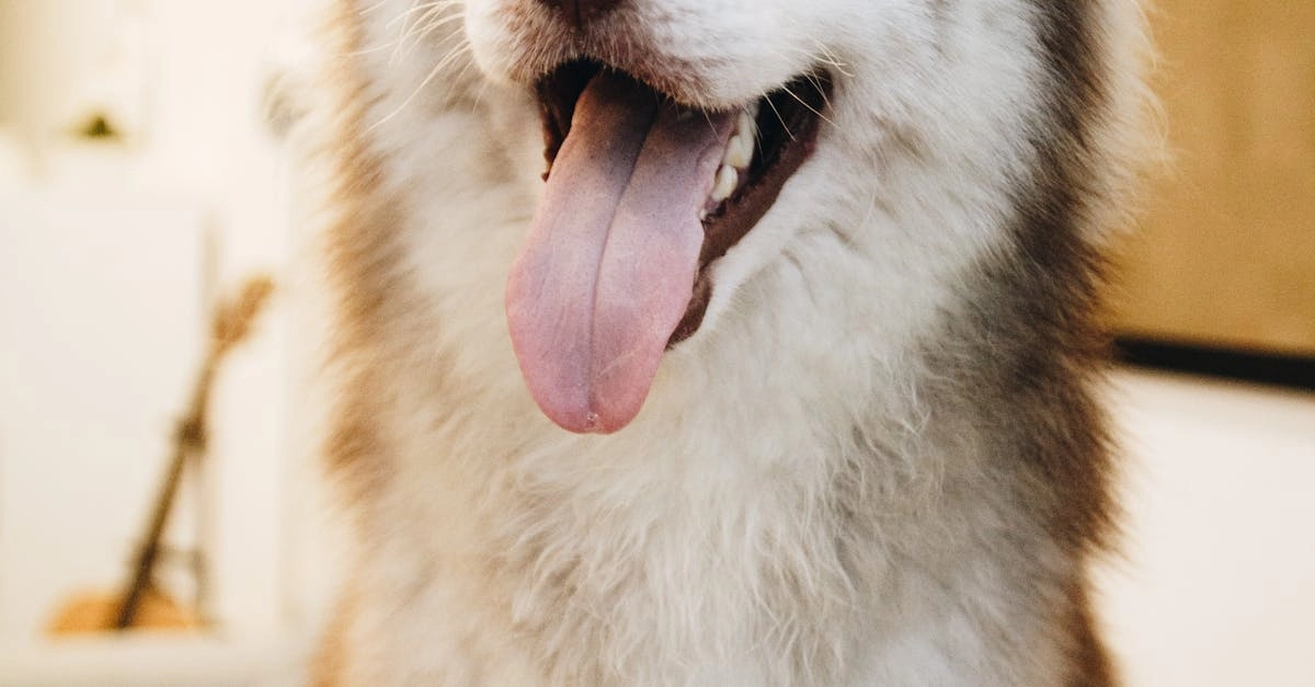 The Dog House слот - собачья будка как символ роскоши