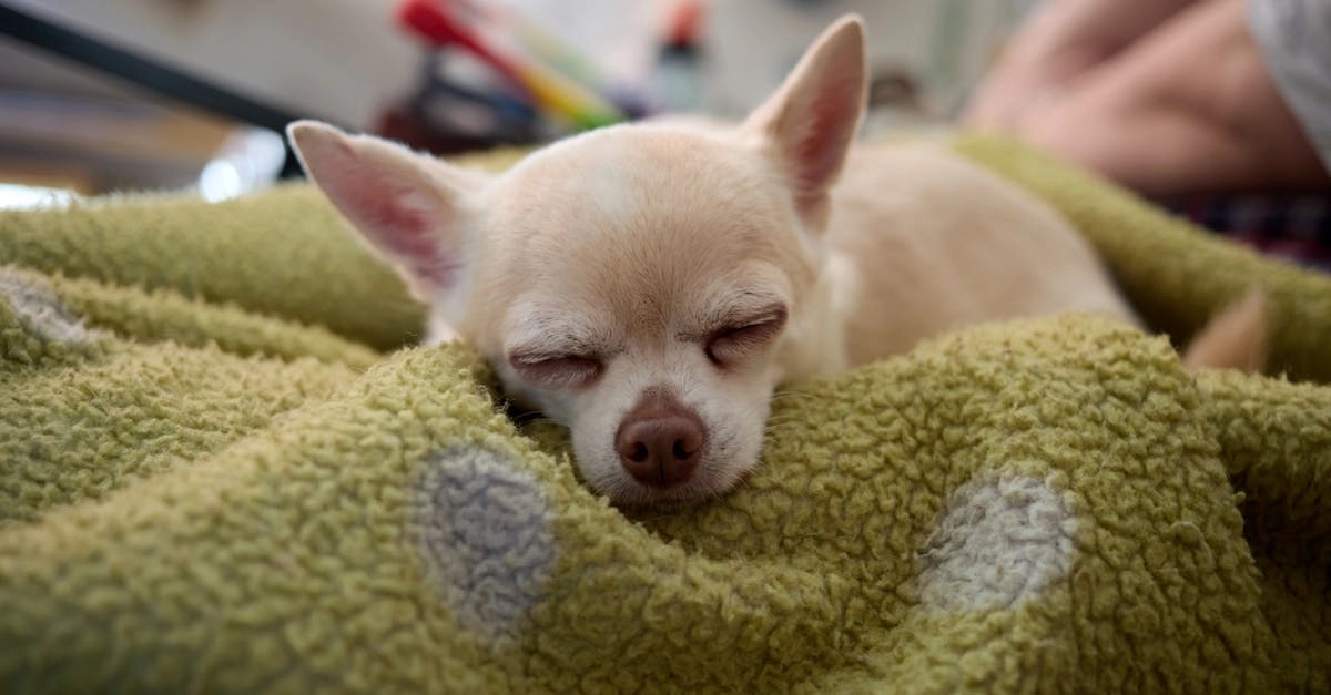 Программы лояльности казино без депозита с подарочными коробками