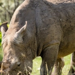 Great Rhino Megaways слот с африканскими животными и барабанами